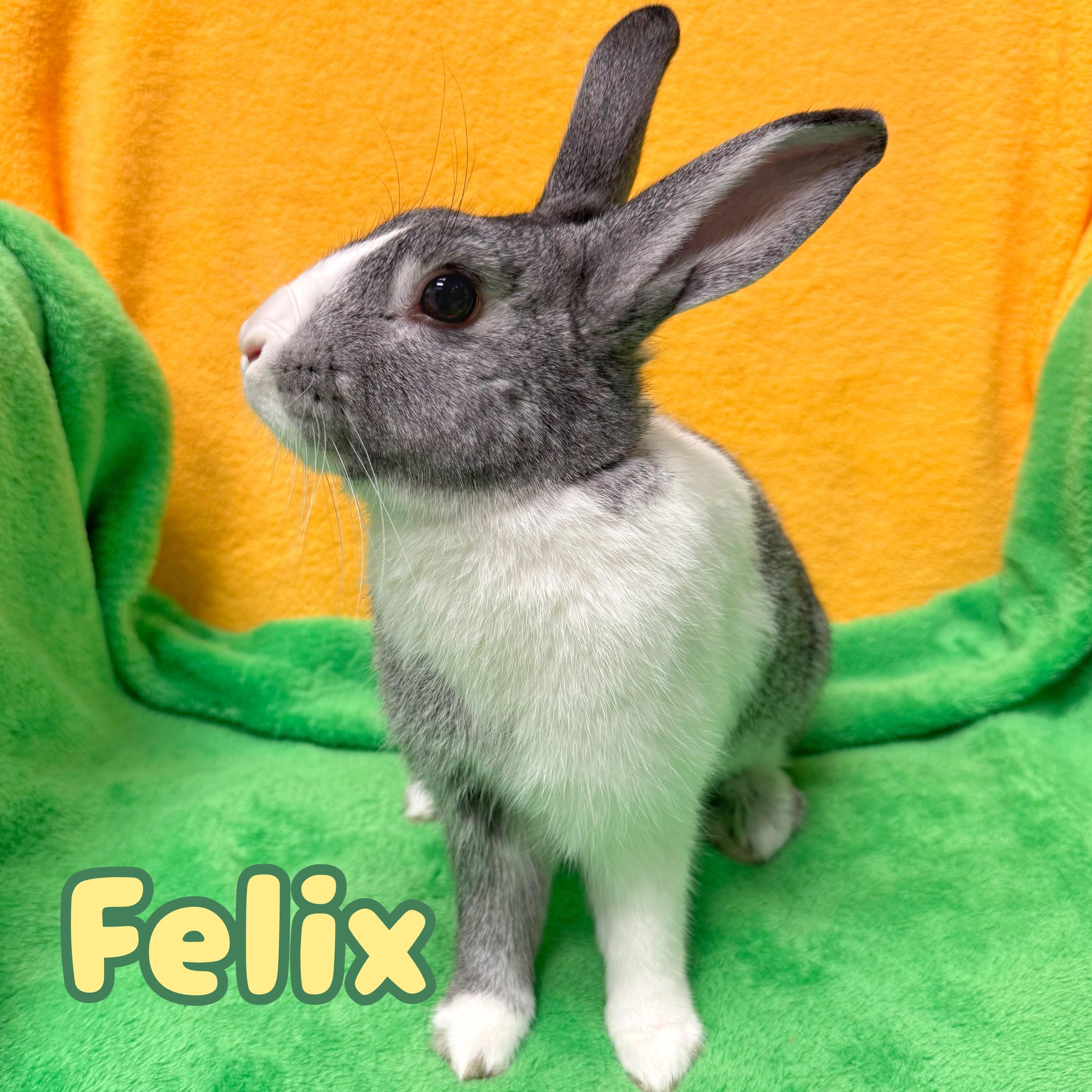 Felix, Adopted, Young Male Bunny Rabbit.