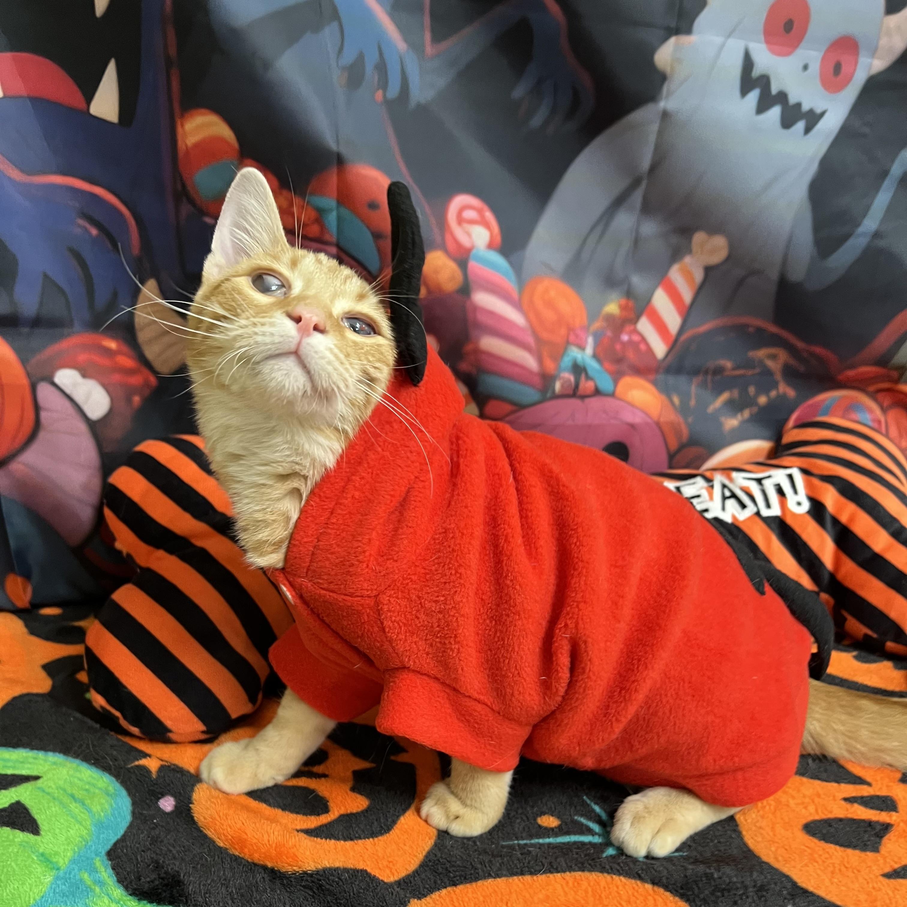 Enlarge Kevin, a Adoptable Domestic Short Hair in Fairmont, MN image 4/6