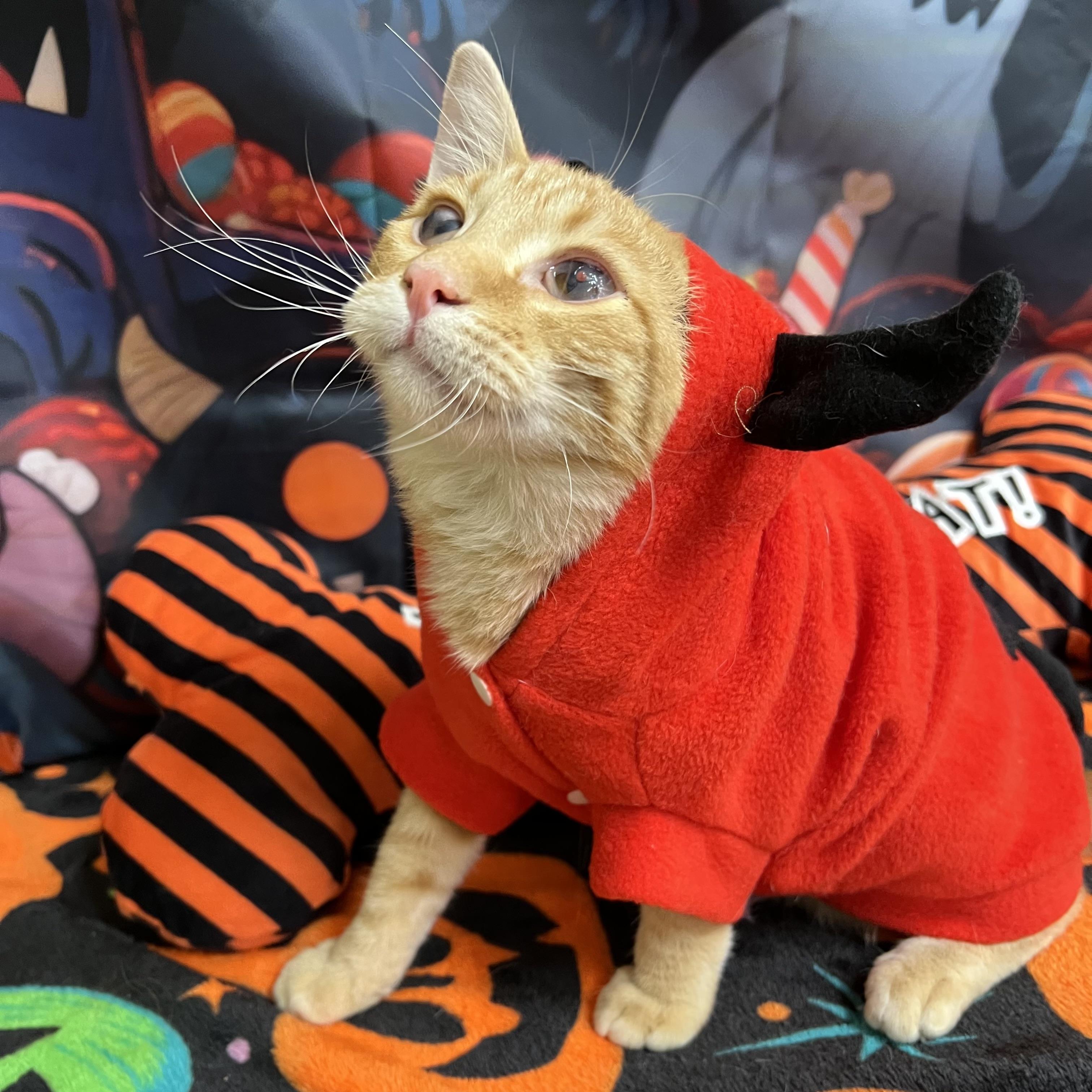 Enlarge Kevin, a Adoptable Domestic Short Hair in Fairmont, MN image 3/6