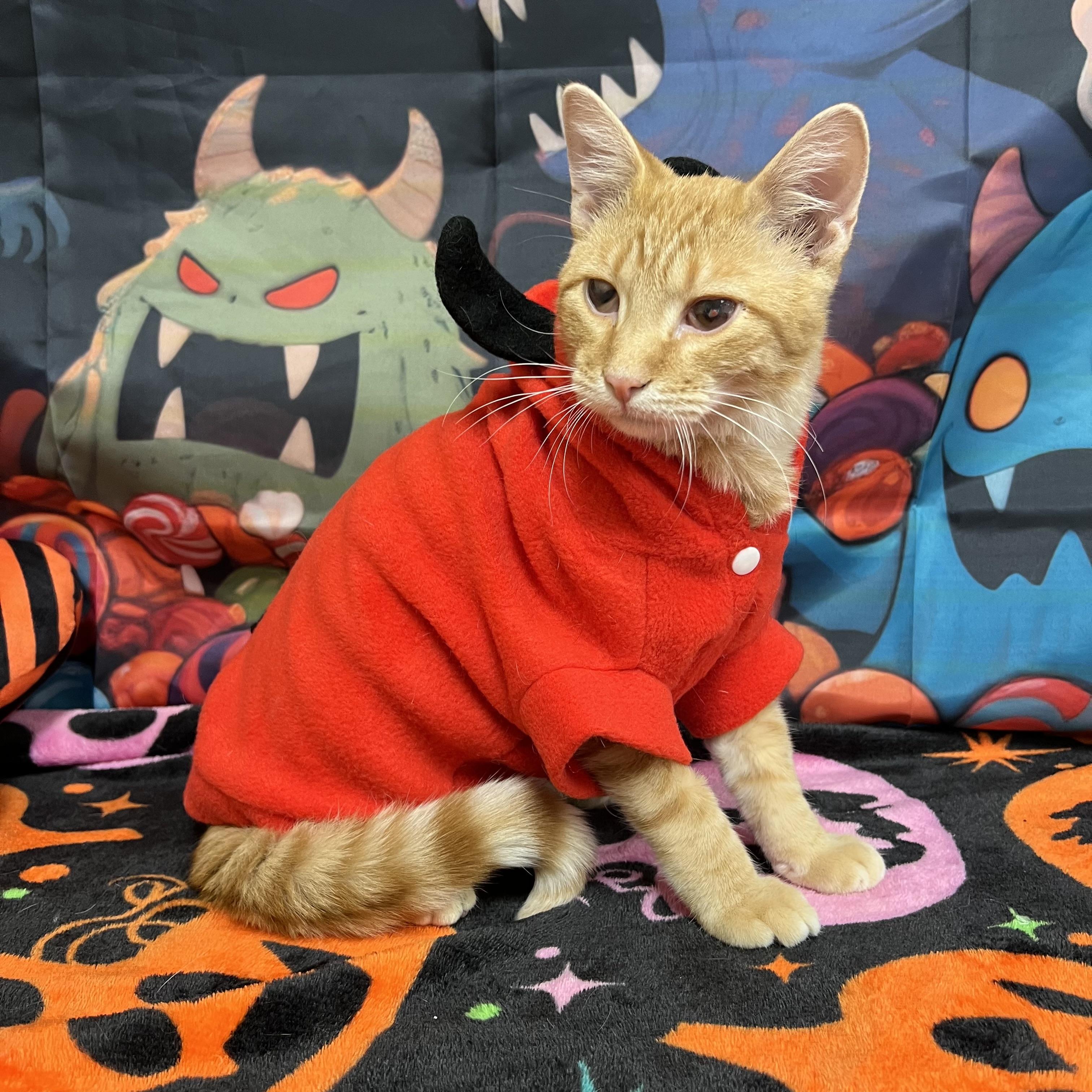Enlarge Kevin, a Adoptable Domestic Short Hair in Fairmont, MN image 5/6