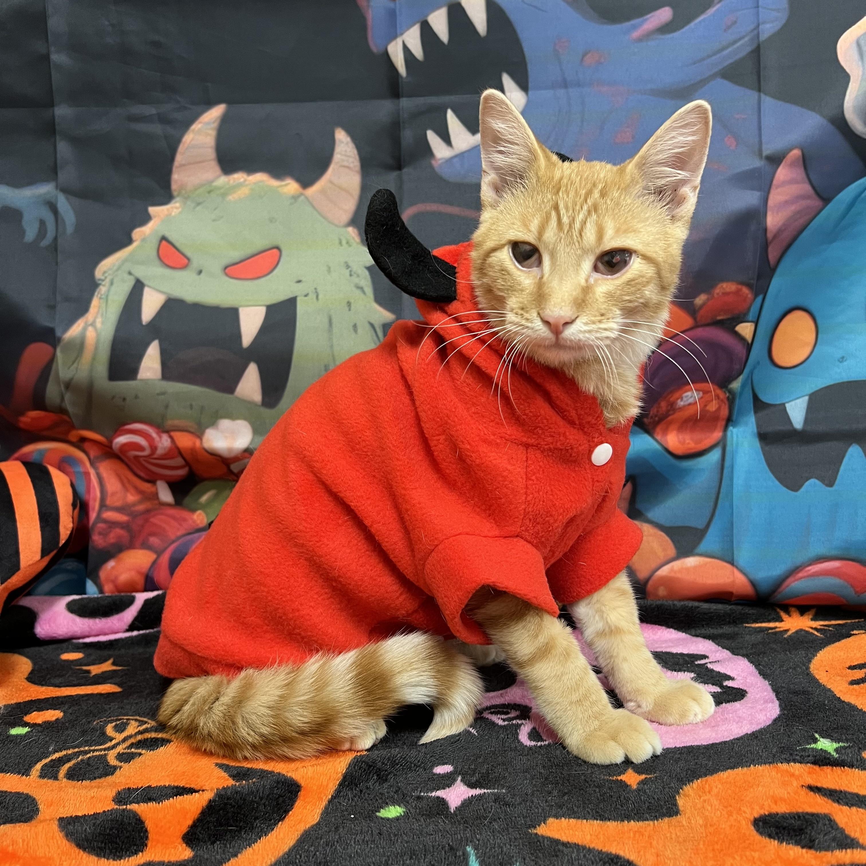Enlarge Kevin, a Adoptable Domestic Short Hair in Fairmont, MN image 2/6