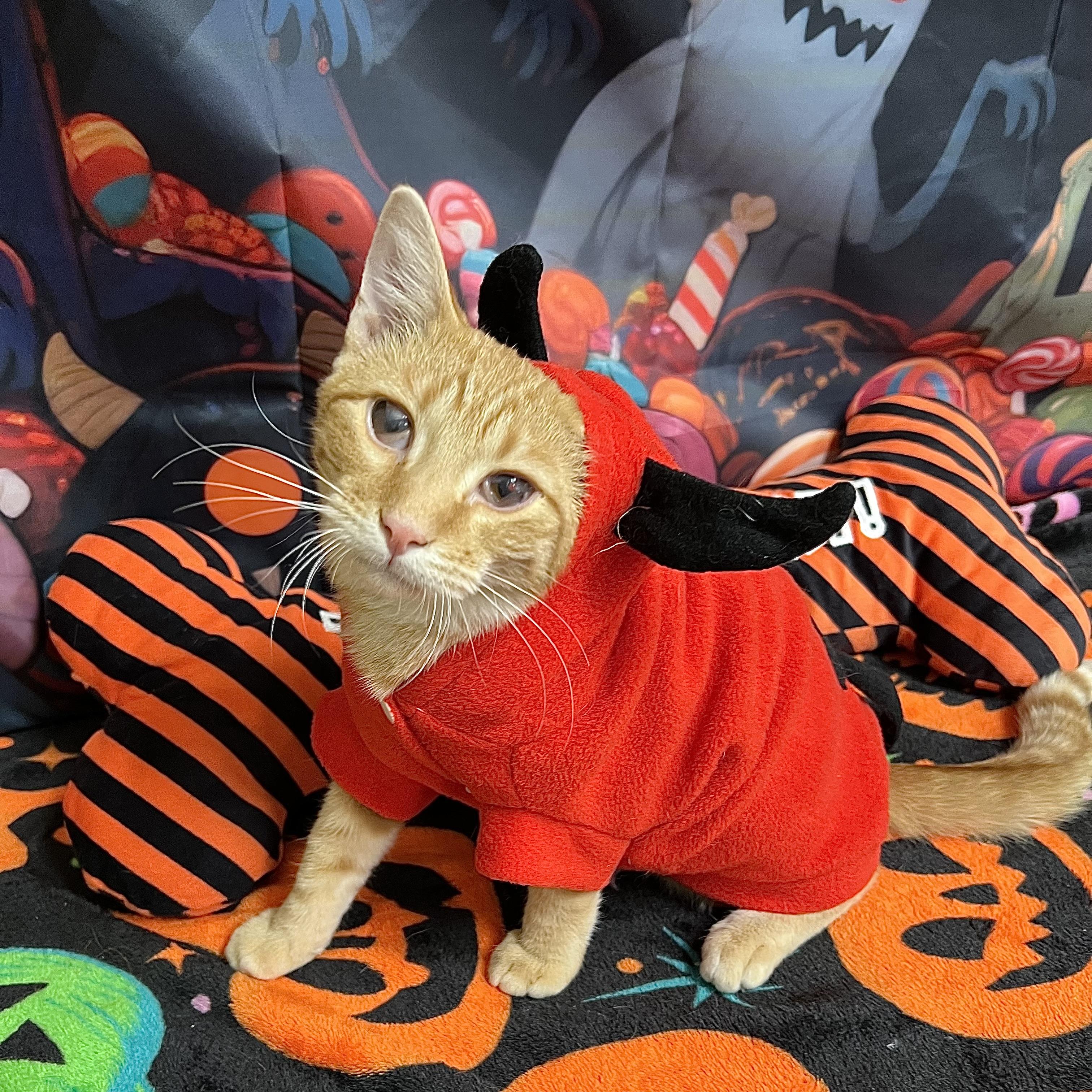 Enlarge Kevin, a Adoptable Domestic Short Hair in Fairmont, MN image 1/6