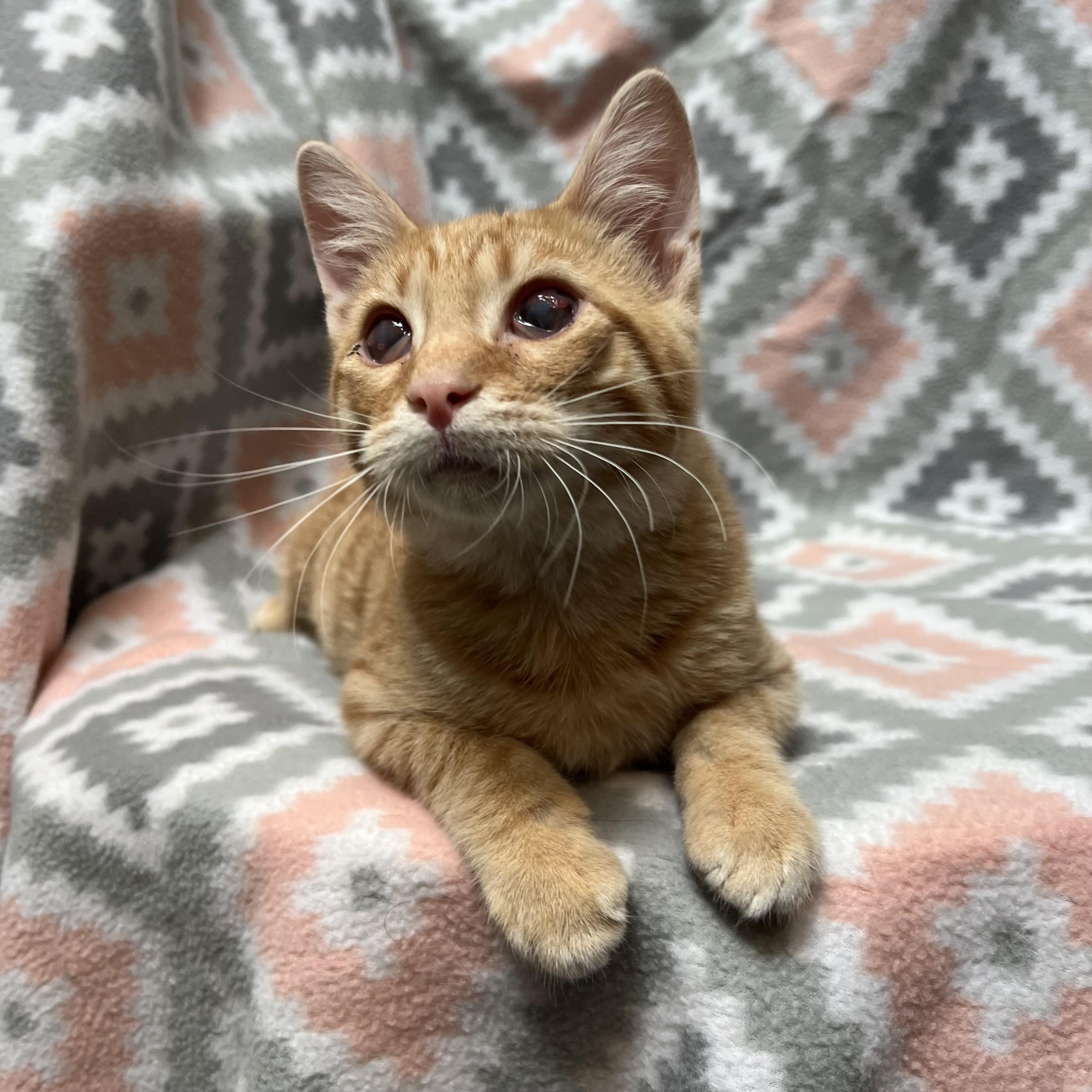 Enlarge Kevin, a Adoptable Domestic Short Hair in Fairmont, MN image 6/6