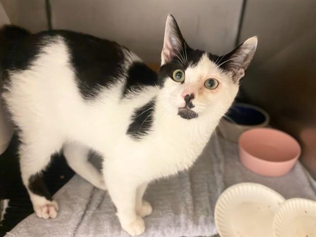 ORBIT, Adoptable, Young Male Domestic Short Hair.