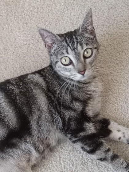 Enlarge Canelli, a Adoptable mixed breed in Houston, TX image 1/1