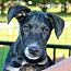 Charlie Brown, Adoptable, Puppy Male Terrier.