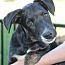 Enlarge Charlie Brown, a Adoptable mixed breed in Stuarts Draft, VA image 3/3