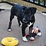 Enlarge Charlie Brown, a Adoptable mixed breed in Stuarts Draft, VA image 2/3