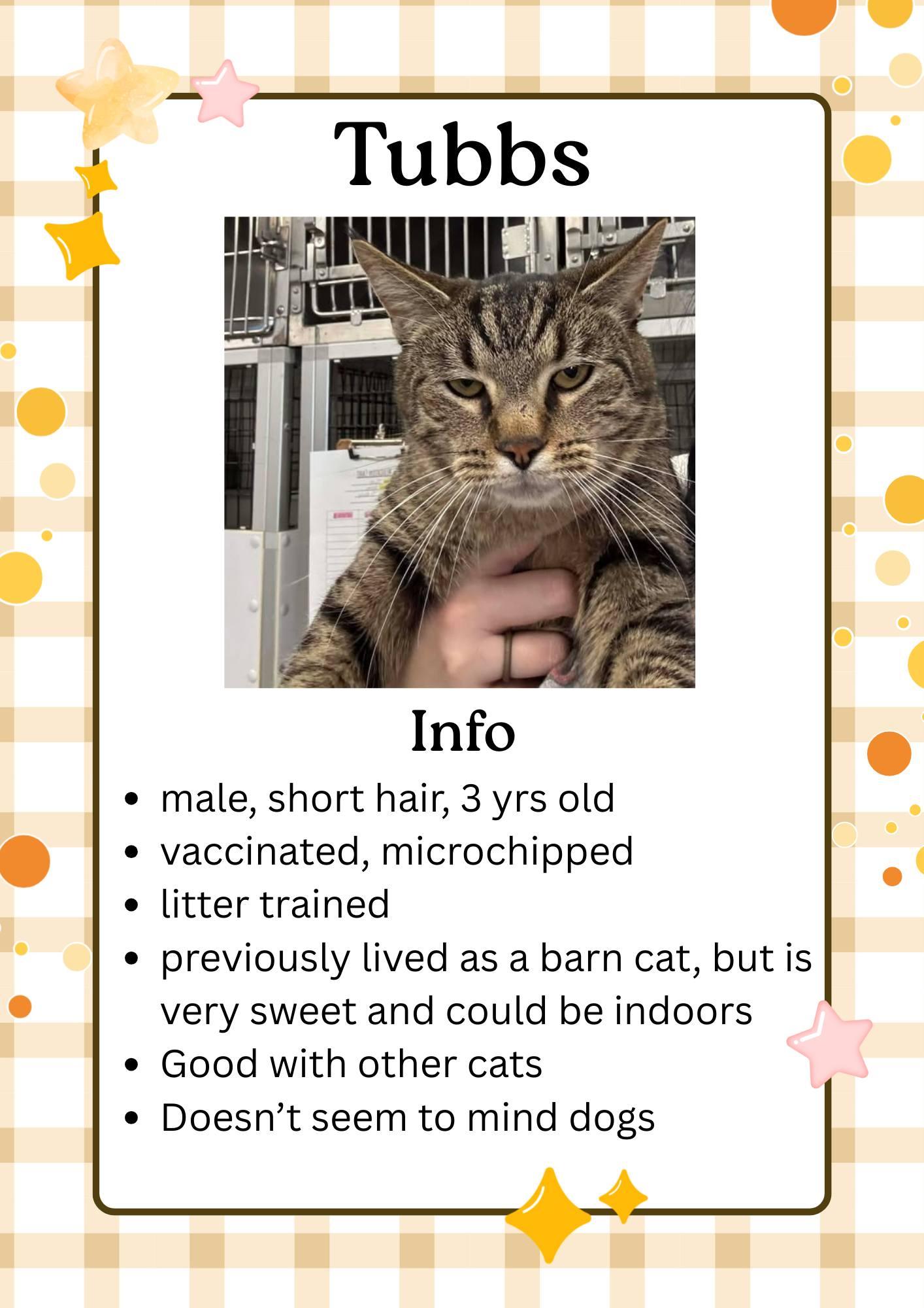 Tubbs, ADOPTABLE, Adult Male Domestic Short Hair.