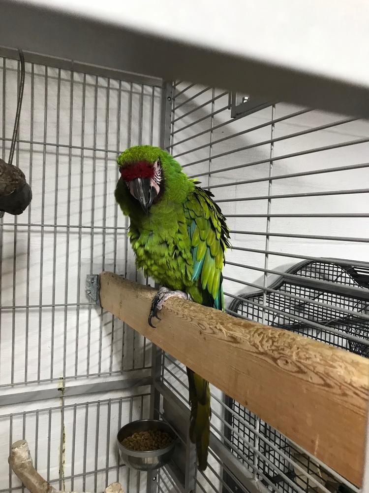 Enlarge HONKERS, a Adoptable Macaw in West Mifflin, PA image 1/2