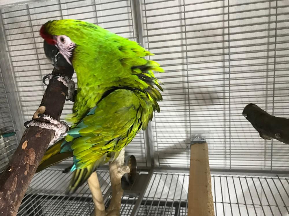 Enlarge HONKERS, a Adoptable Macaw in West Mifflin, PA image 2/2