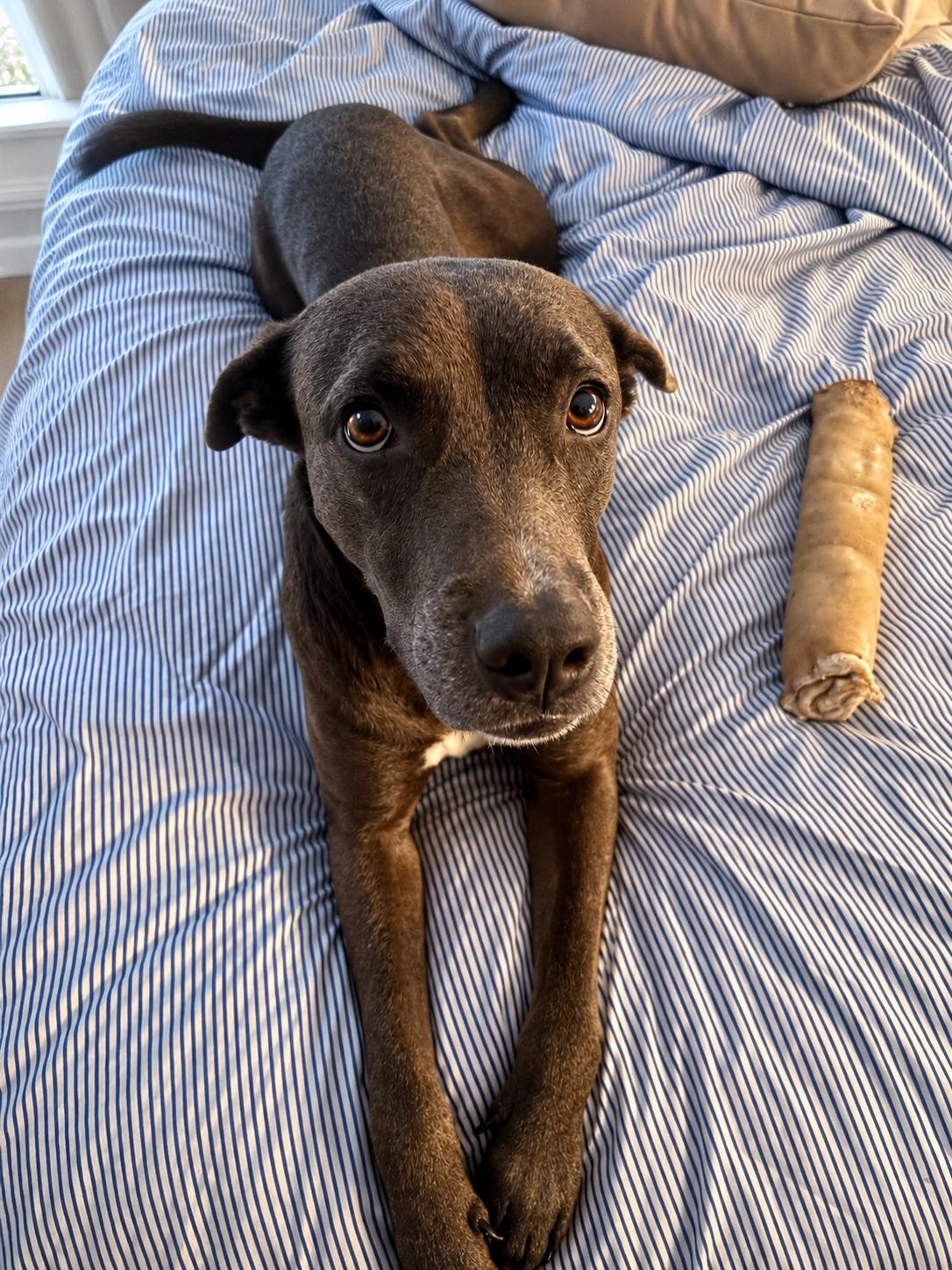 WARA, Adoptable, Young Female Weimaraner.