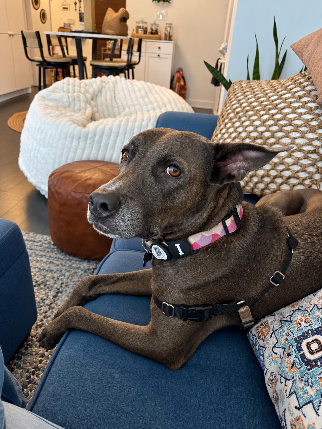 Enlarge WARA, a Adoptable Weimaraner in Thornhill, ON image 2/3