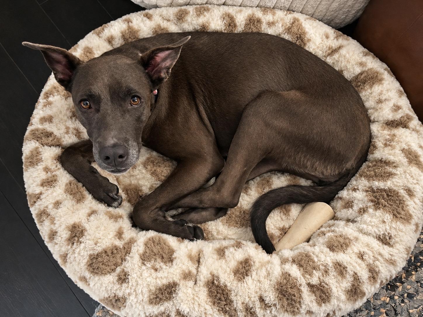 Enlarge WARA, a Adoptable Weimaraner in Thornhill, ON image 3/3