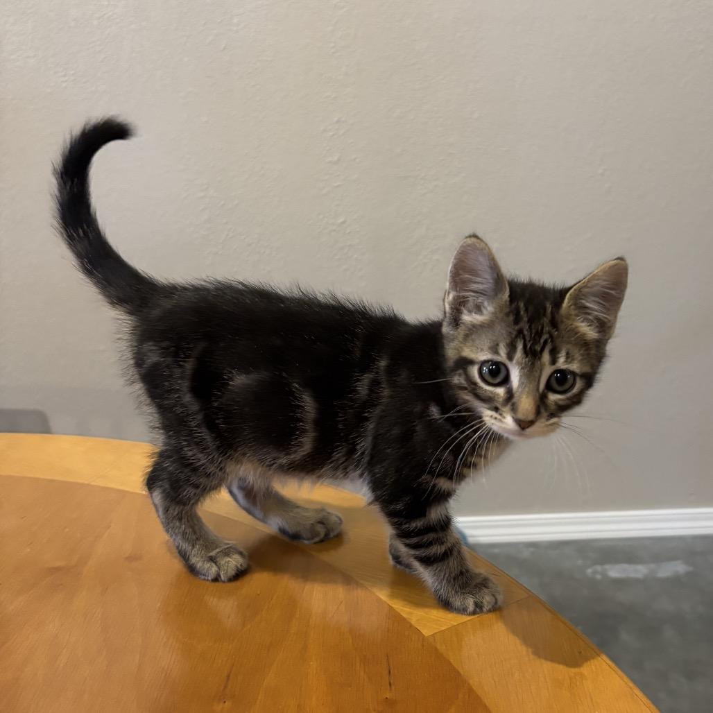 Bravo, Adoptable, Kitten Male Domestic Short Hair.