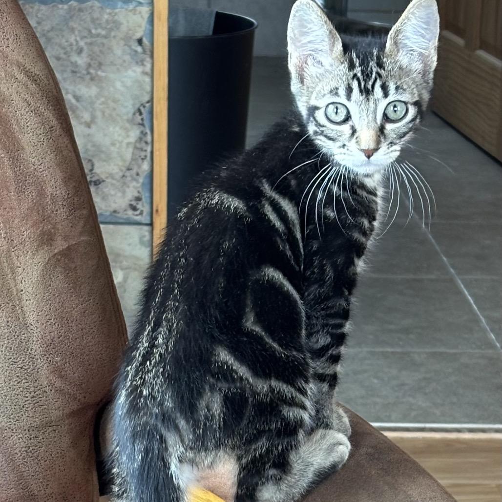 Bravo, a Adoptable Domestic Short Hair in Kenai, AK image 2/2