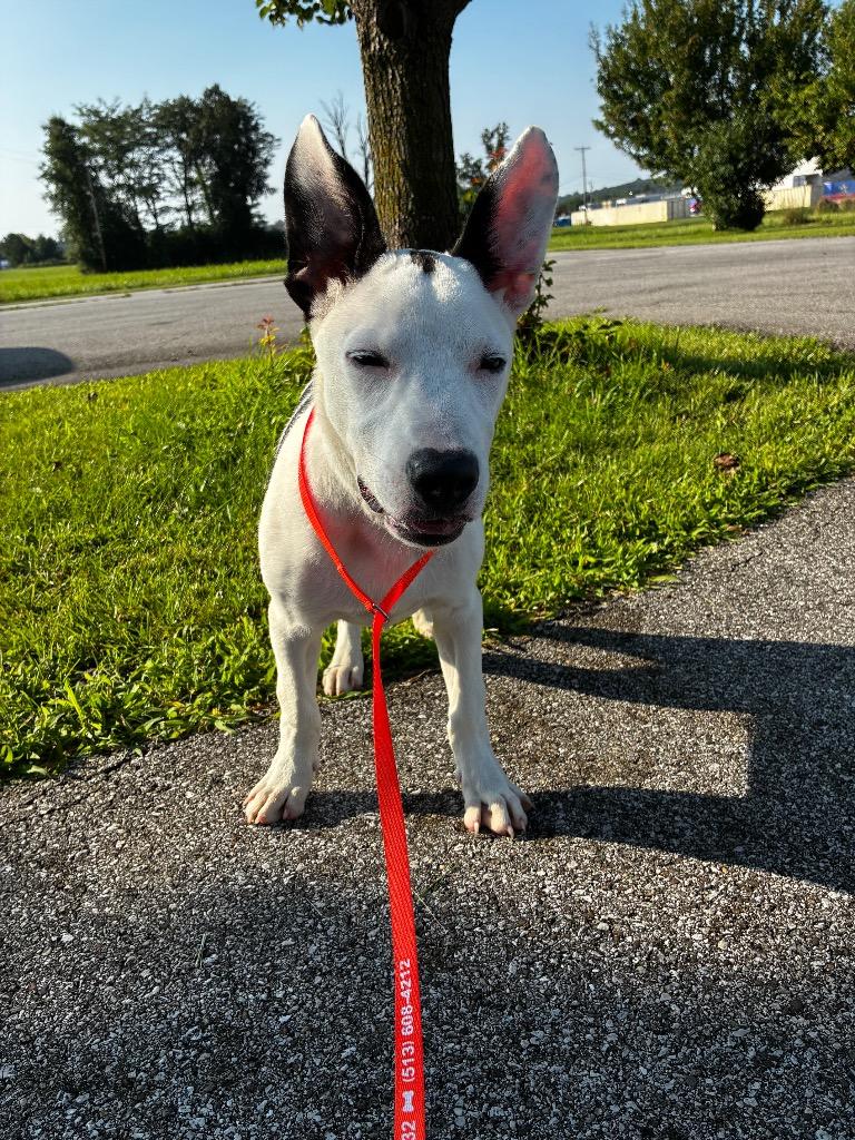 Oreo, Adoptable, Puppy Male Bull Terrier & Labrador Retriever.