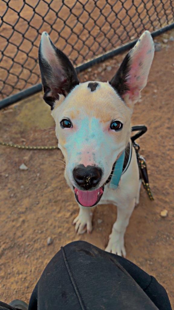 Enlarge Oreo, a Adoptable mixed breed in West Union, OH image 2/2