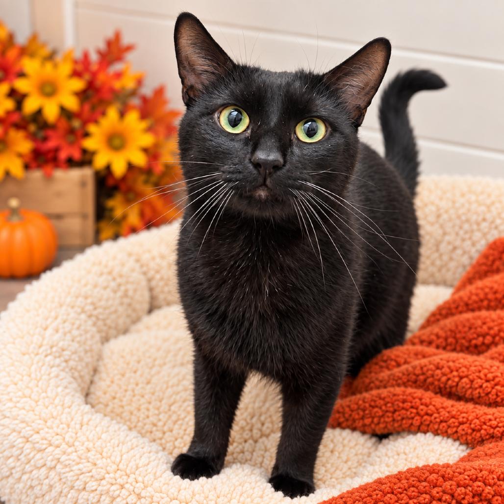 Enlarge Kovu, a Adoptable Domestic Short Hair in Hopkinton, MA image 2/2