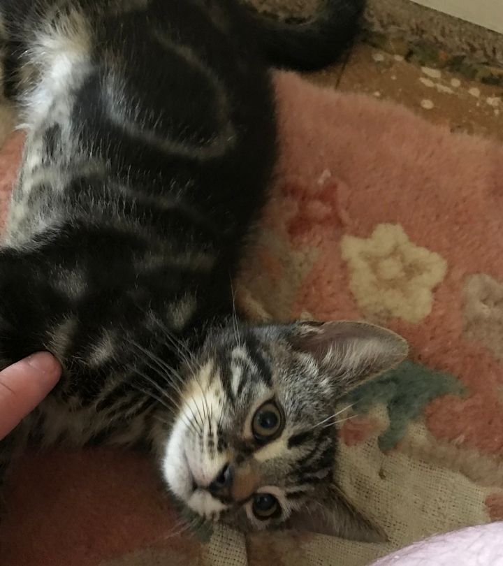 Little Miss