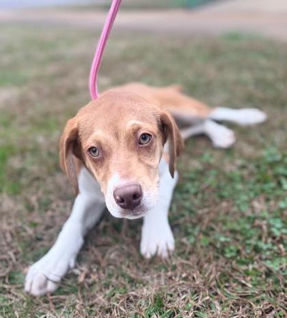 Enlarge Nick, an adopted Mixed Breed in Lansing, MI image 2/2