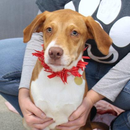 Enlarge Nick, an adopted Mixed Breed in Lansing, MI image 1/2