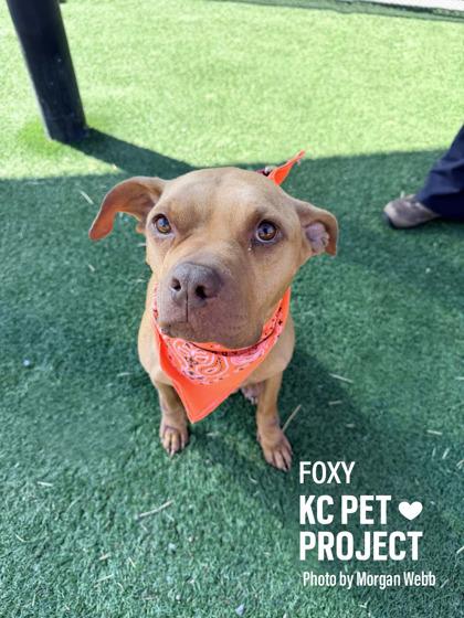 Foxy, Adoptable, Adult Female Pit Bull Terrier & Mixed Breed.