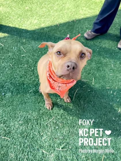 Foxy, a Adoptable mixed breed in Kansas City, MO image 2/3