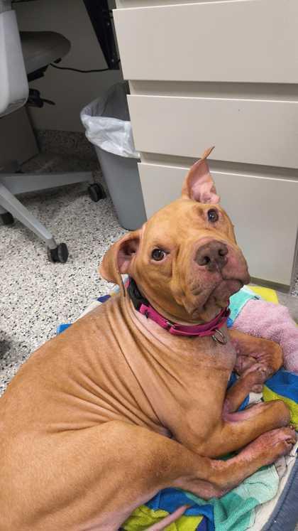 Foxy, a Adoptable mixed breed in Kansas City, MO image 3/3