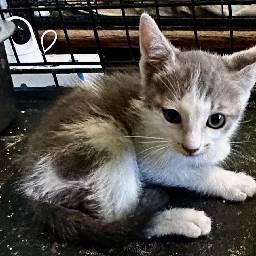 Nitro, Adoptable, Kitten Male Domestic Short Hair.