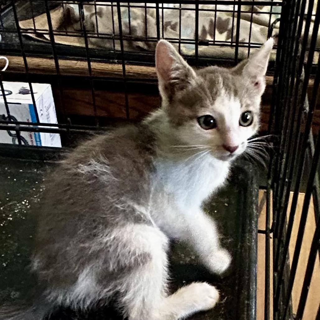 Enlarge Nitro, a Adoptable Domestic Short Hair in Othello, WA image 2/2
