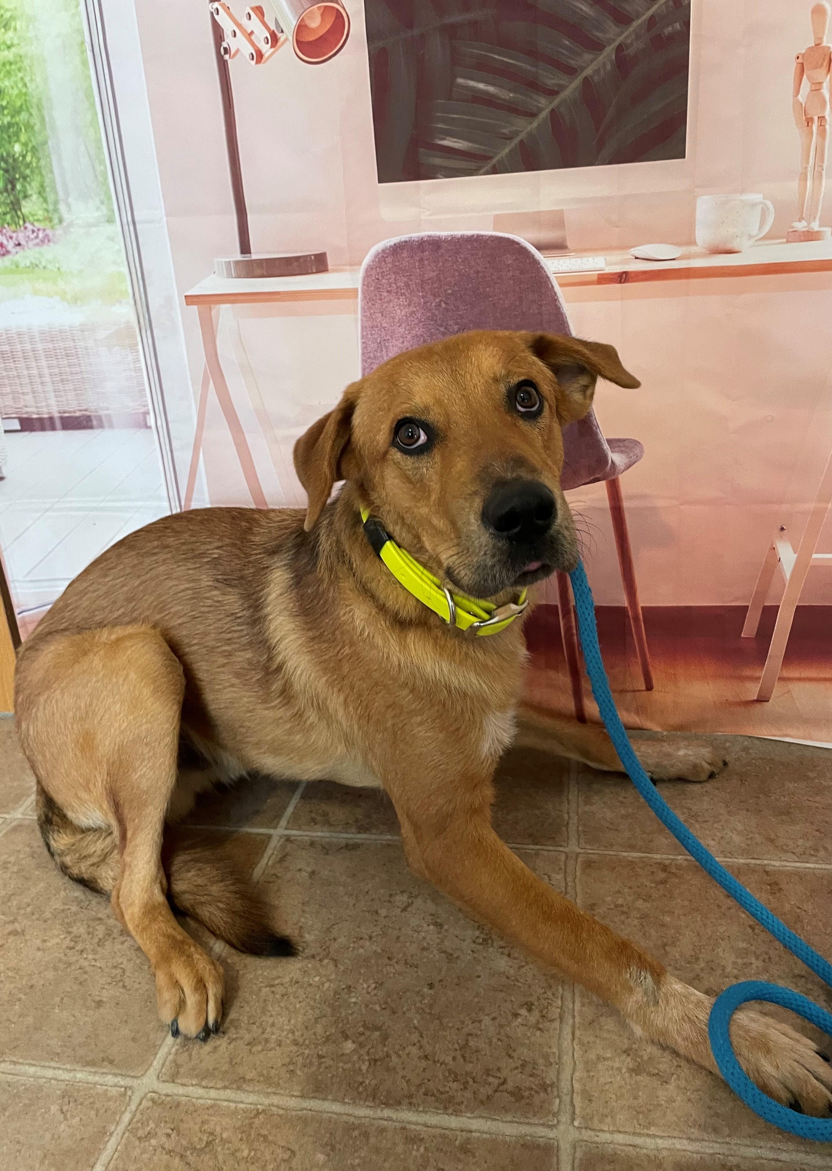 Enlarge Brick, a Adoptable mixed breed in Mountain Home, AR image 1/1