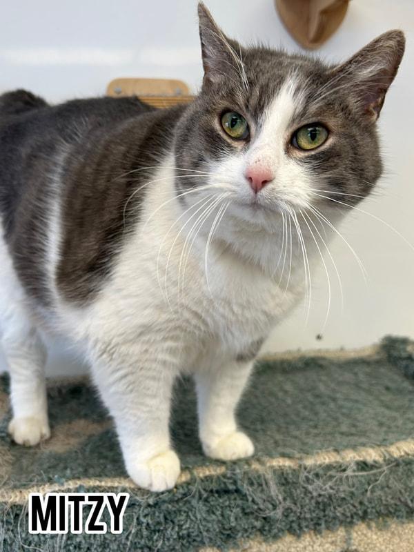 Enlarge Mitzy, a Adoptable mixed breed in Dauphin, MB image 2/2