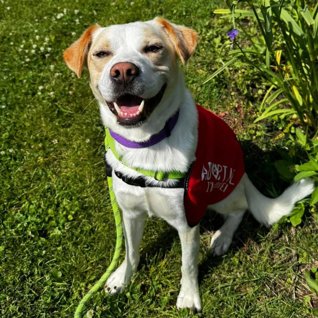 Enlarge Jacque, a Adoptable mixed breed in Chicago, IL image 1/6