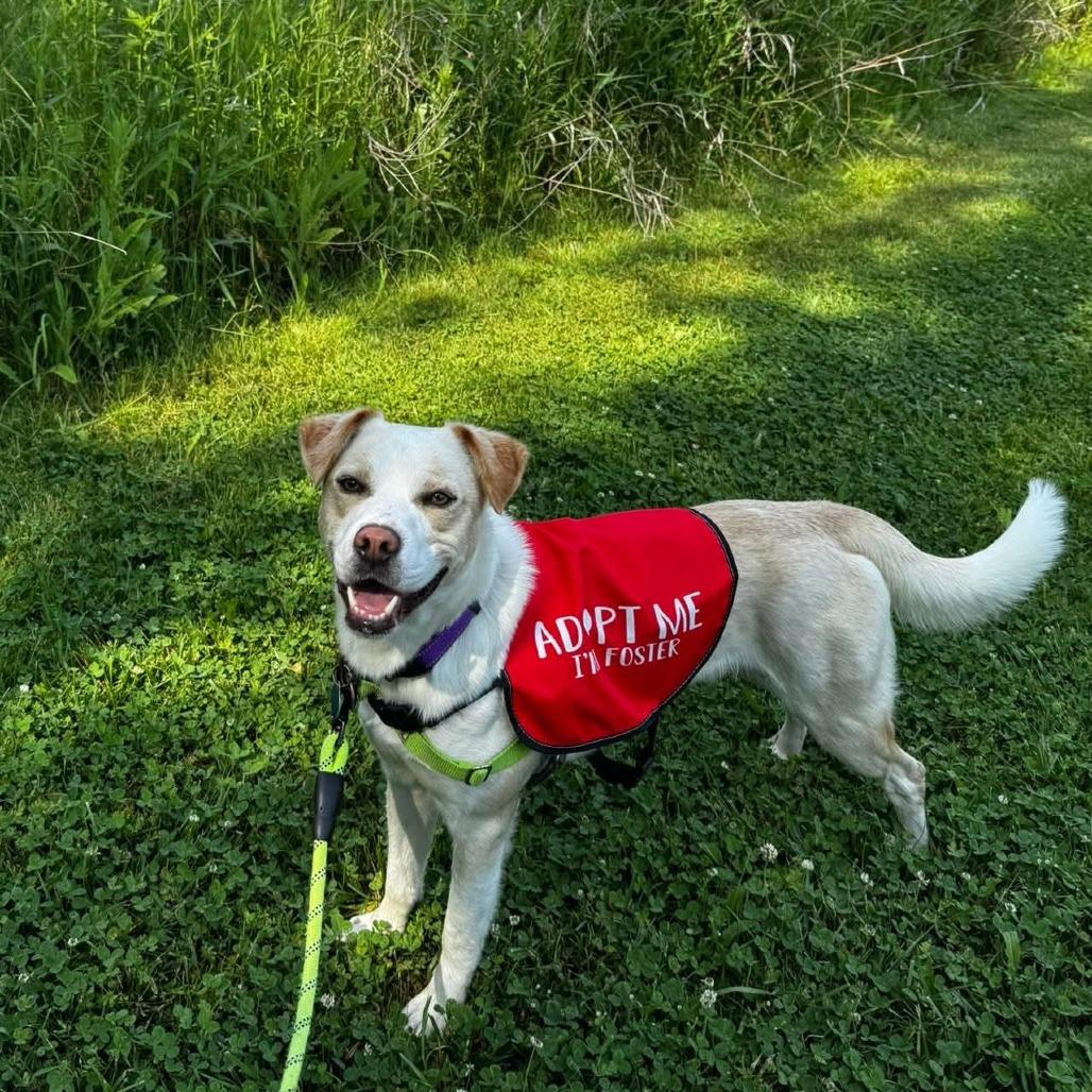 Enlarge Jacque, a Adoptable mixed breed in Chicago, IL image 2/6