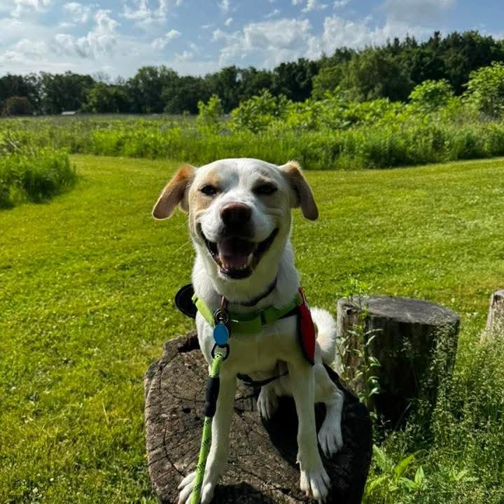 Enlarge Jacque, a Adoptable mixed breed in Chicago, IL image 3/6