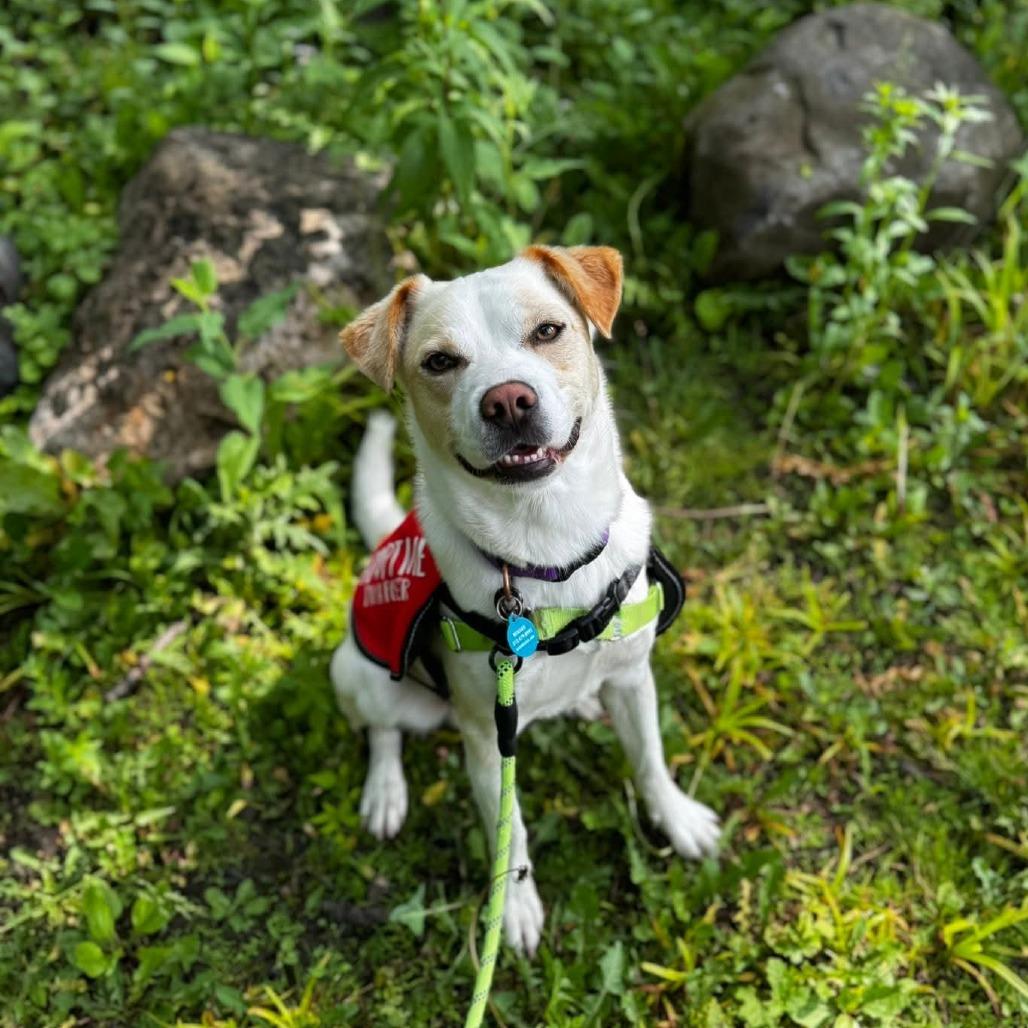 Enlarge Jacque, a Adoptable mixed breed in Chicago, IL image 4/6