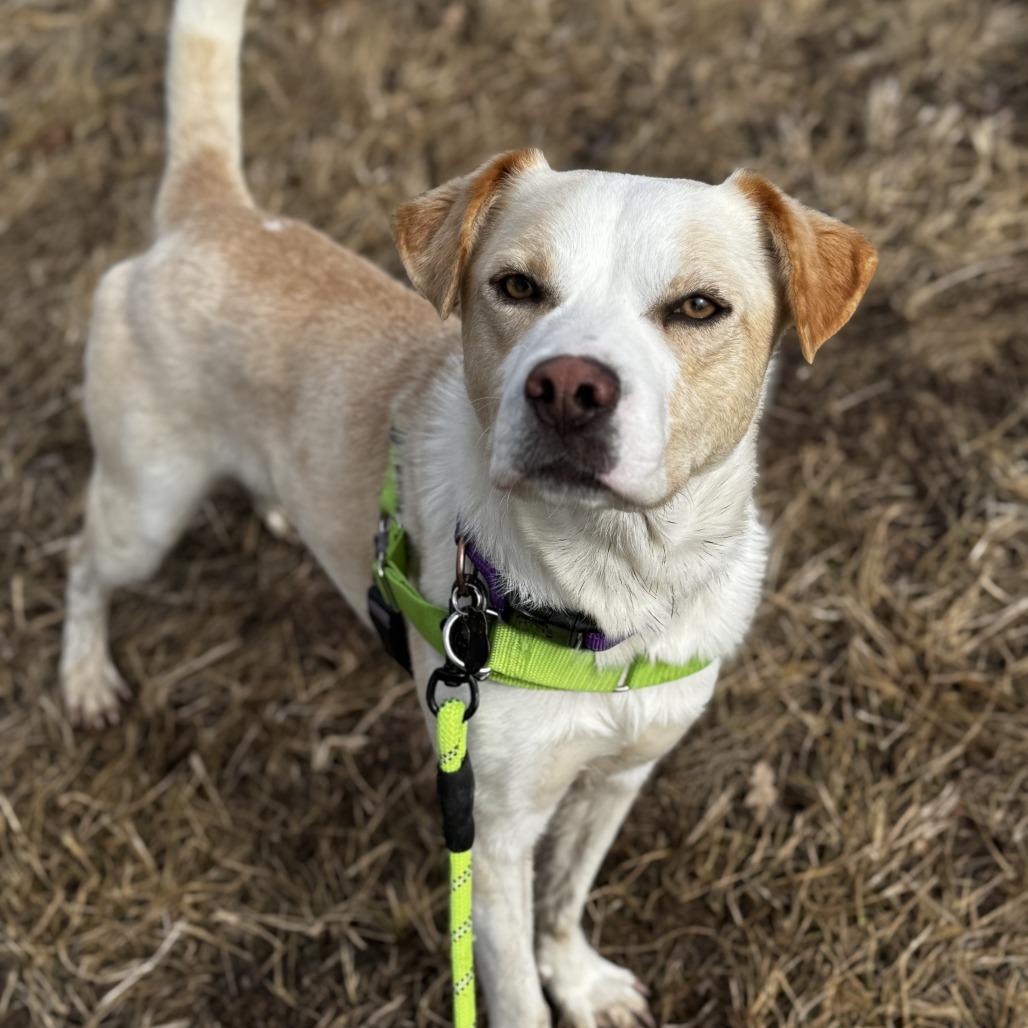 Enlarge Jacque, a Adoptable mixed breed in Chicago, IL image 5/6