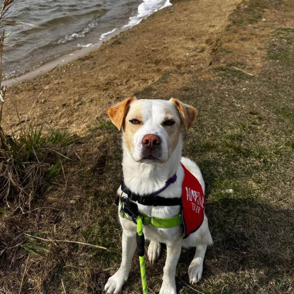 Enlarge Jacque, a Adoptable mixed breed in Chicago, IL image 6/6