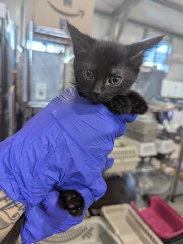 DONNA, Adoptable, Kitten Female Domestic Short Hair.