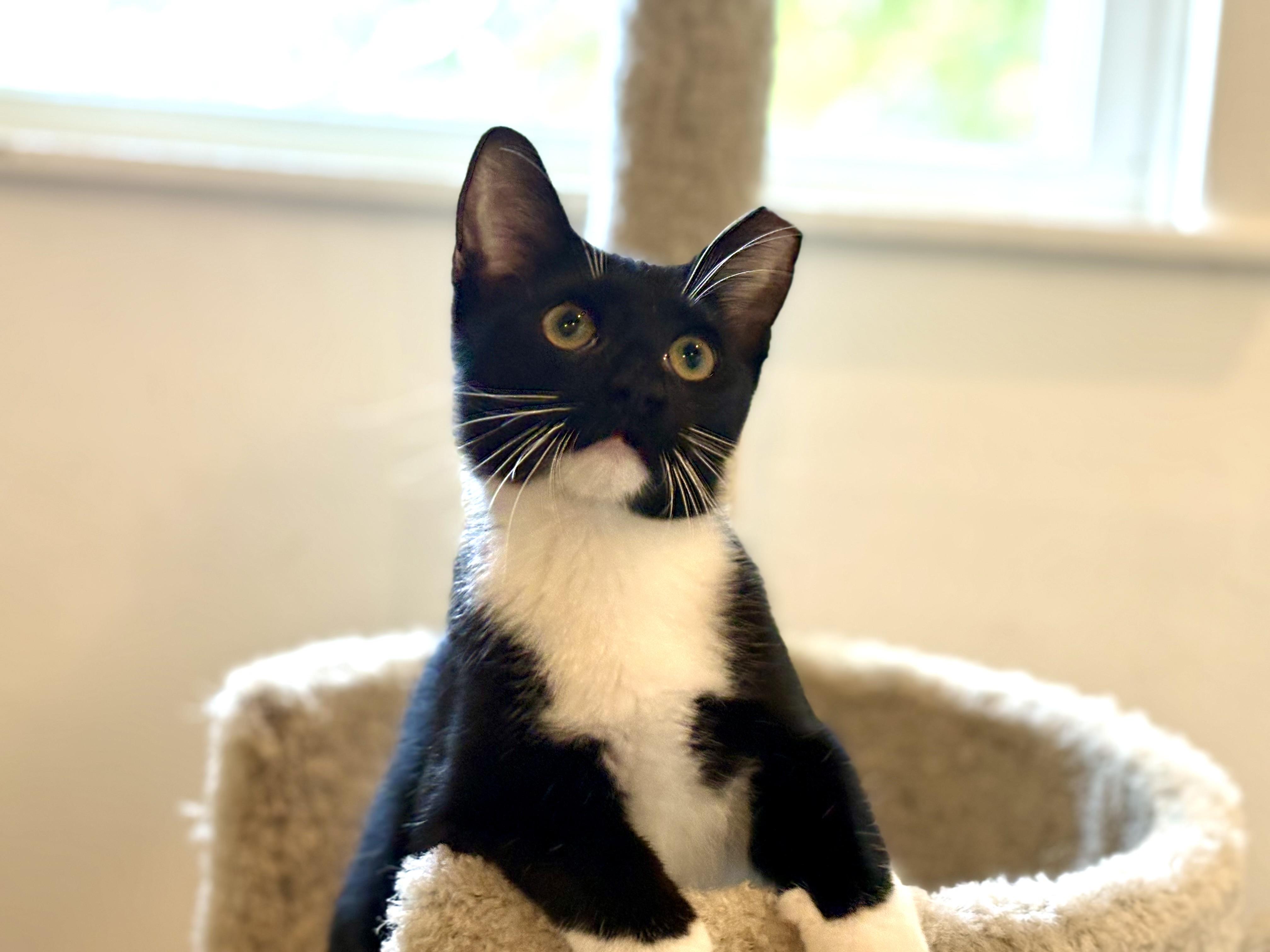 Owen Wilson, adoptable, Kitten Male Domestic Short Hair.