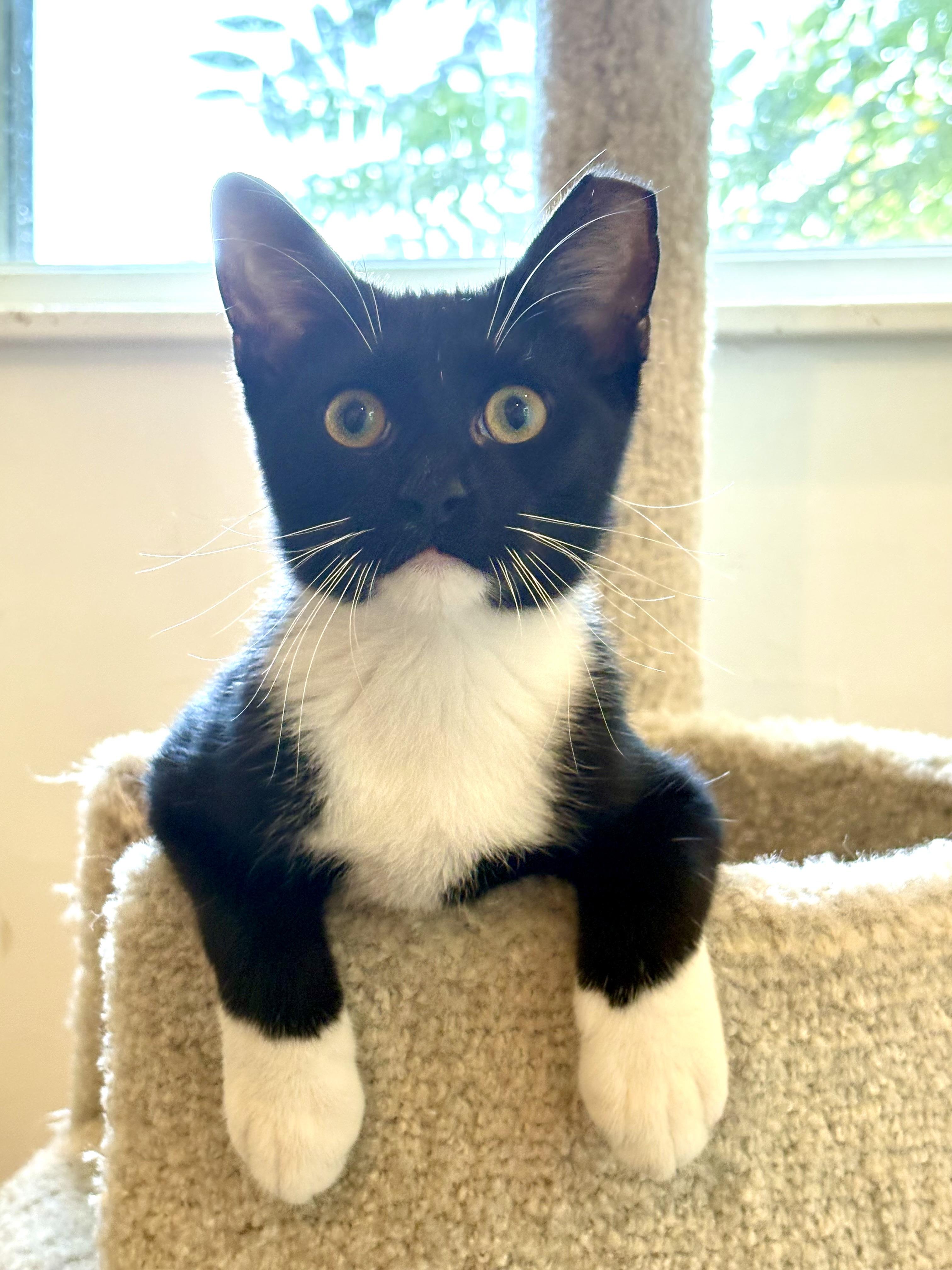 Enlarge Owen Wilson, an adoptable Domestic Short Hair in Warrenville, IL image 3/5