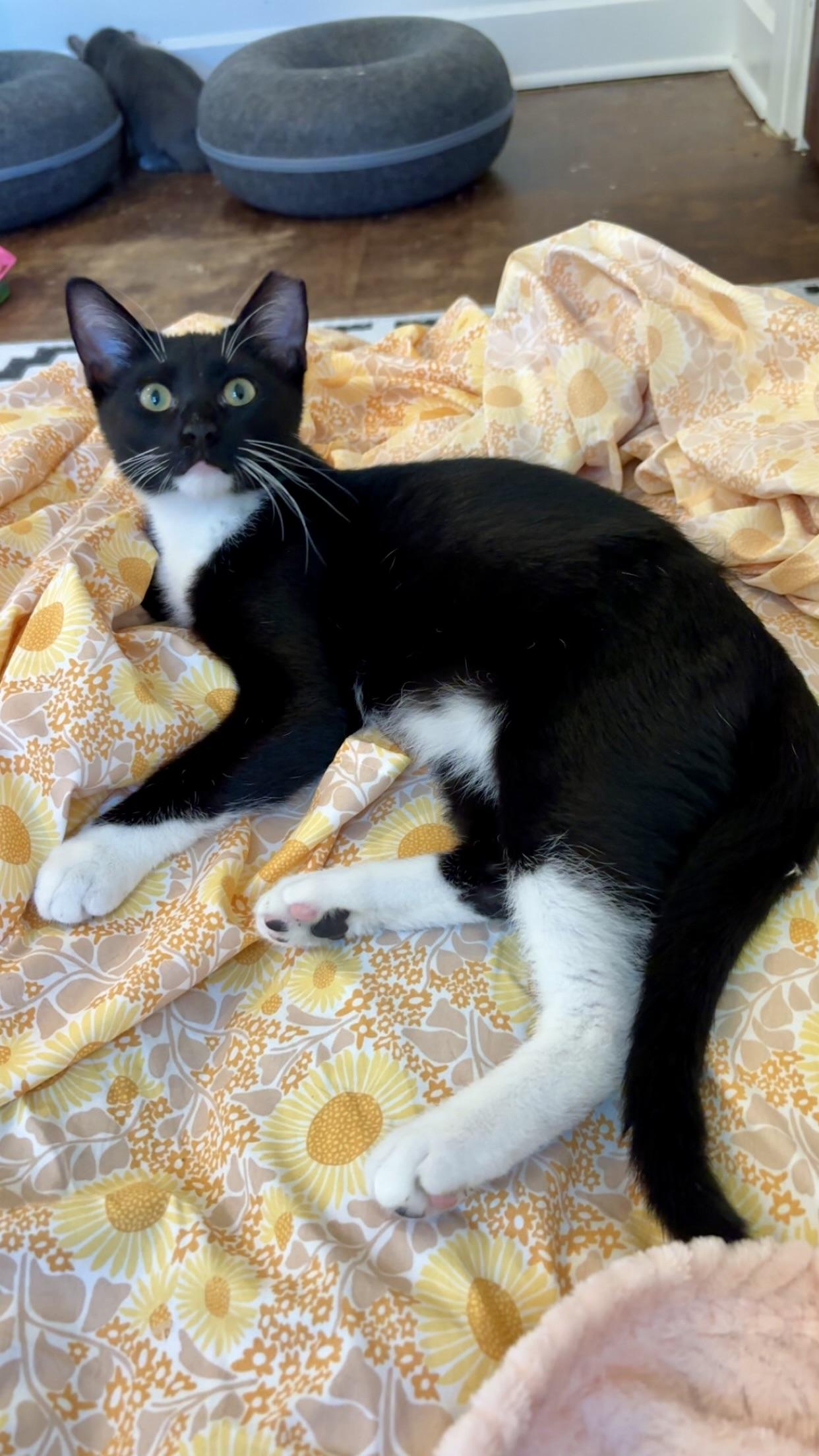 Enlarge Owen Wilson, an adoptable Domestic Short Hair in Warrenville, IL image 5/5