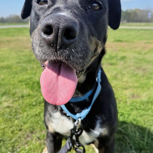Enlarge Rosie, a Adoptable mixed breed in Leesburg, AL image 1/4