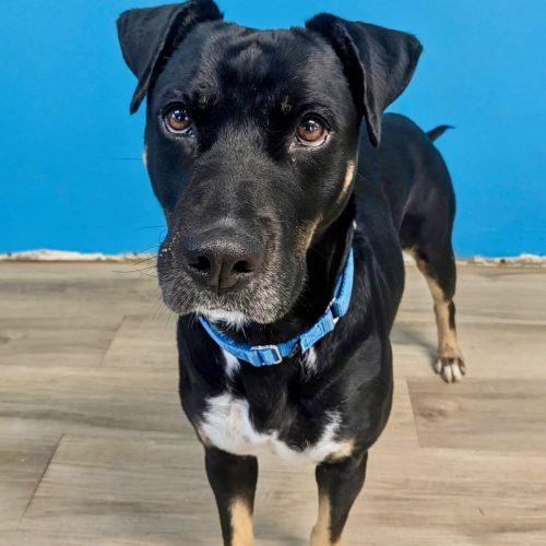 Enlarge Rosie, a Adoptable mixed breed in Leesburg, AL image 2/5