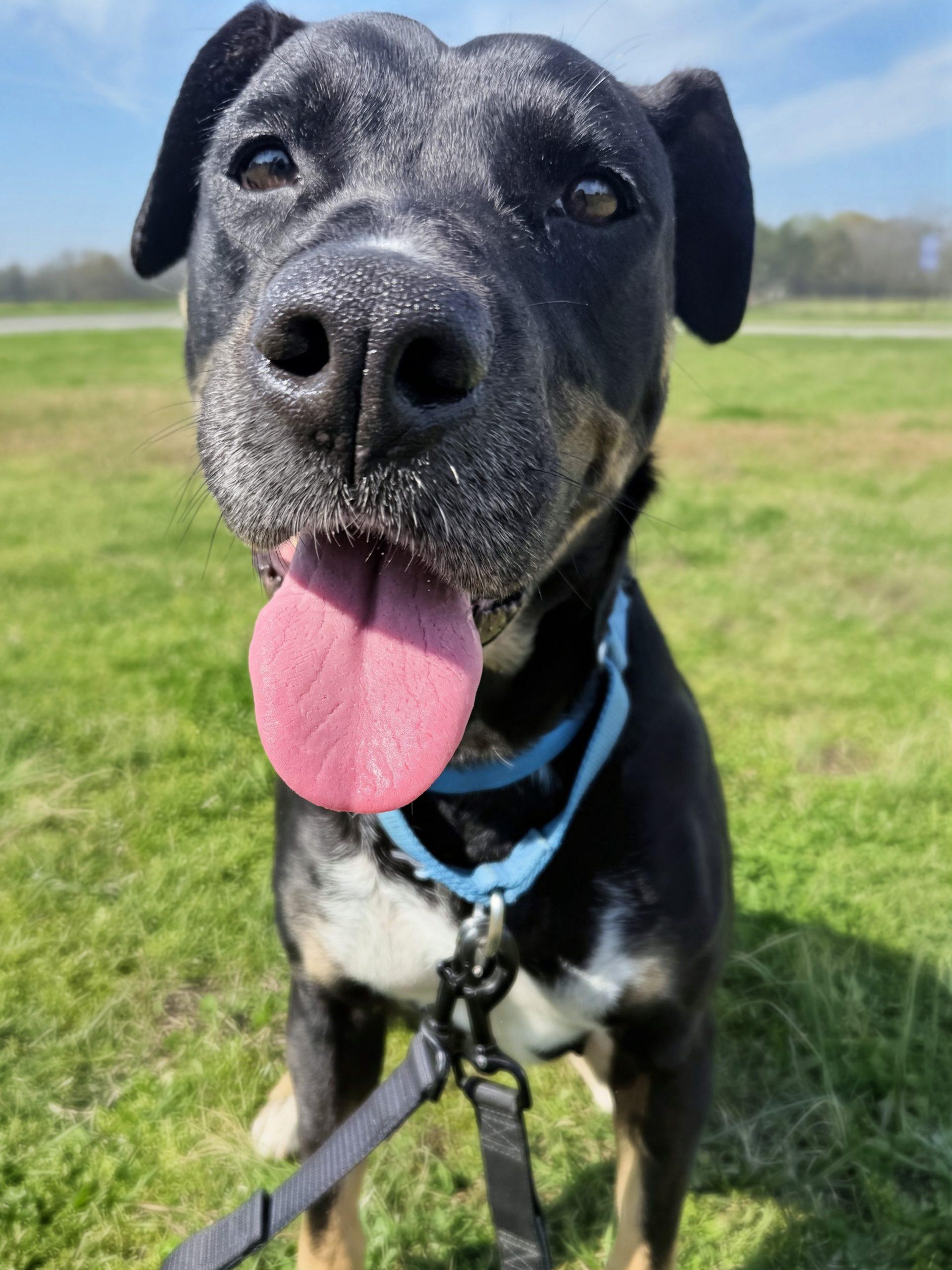 Enlarge Rosie, a Adoptable mixed breed in Leesburg, AL image 3/5