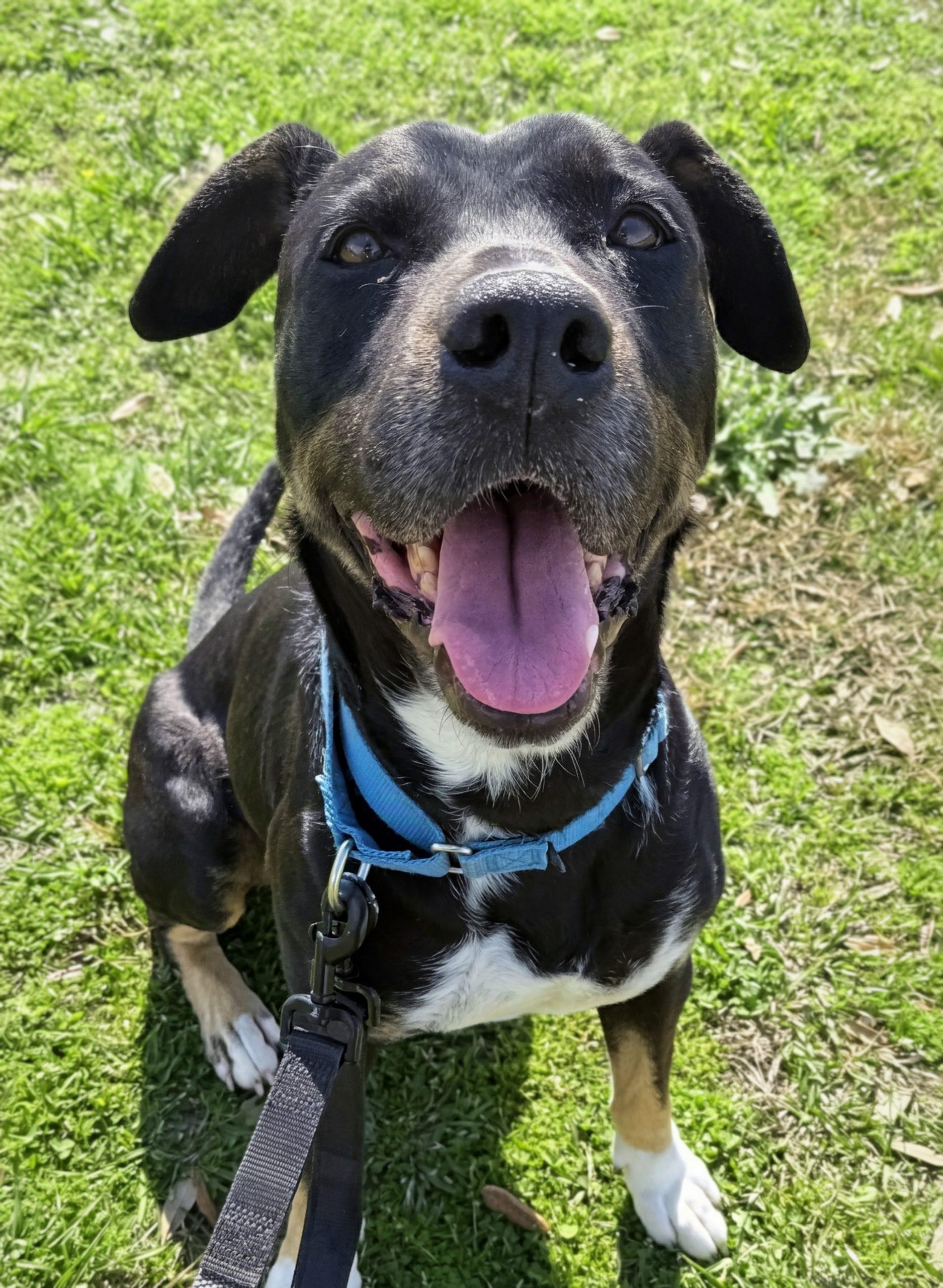 Enlarge Rosie, a Adoptable mixed breed in Leesburg, AL image 3/4