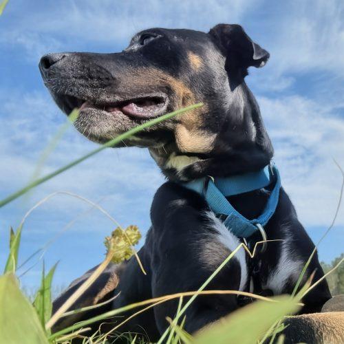 Enlarge Rosie, a Adoptable mixed breed in Leesburg, AL image 4/5