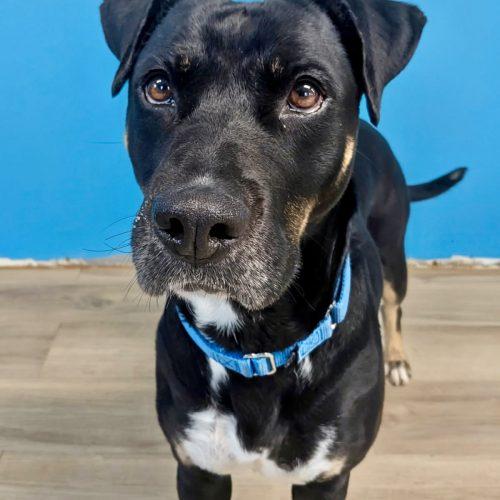 Enlarge Rosie, a Adoptable mixed breed in Leesburg, AL image 5/5