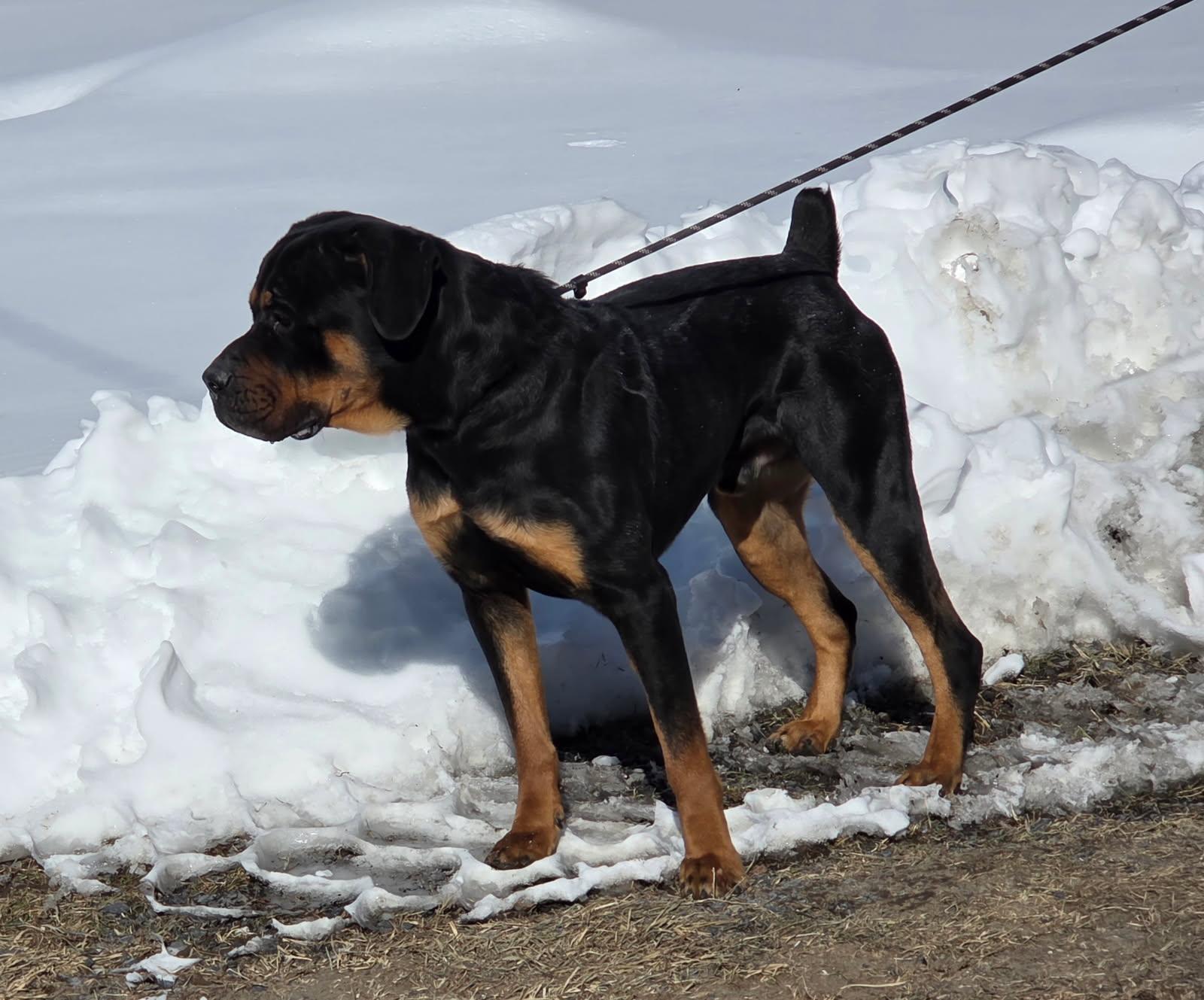 Uriel, an adopted Rottweiler in Newburgh, NY image 2/2